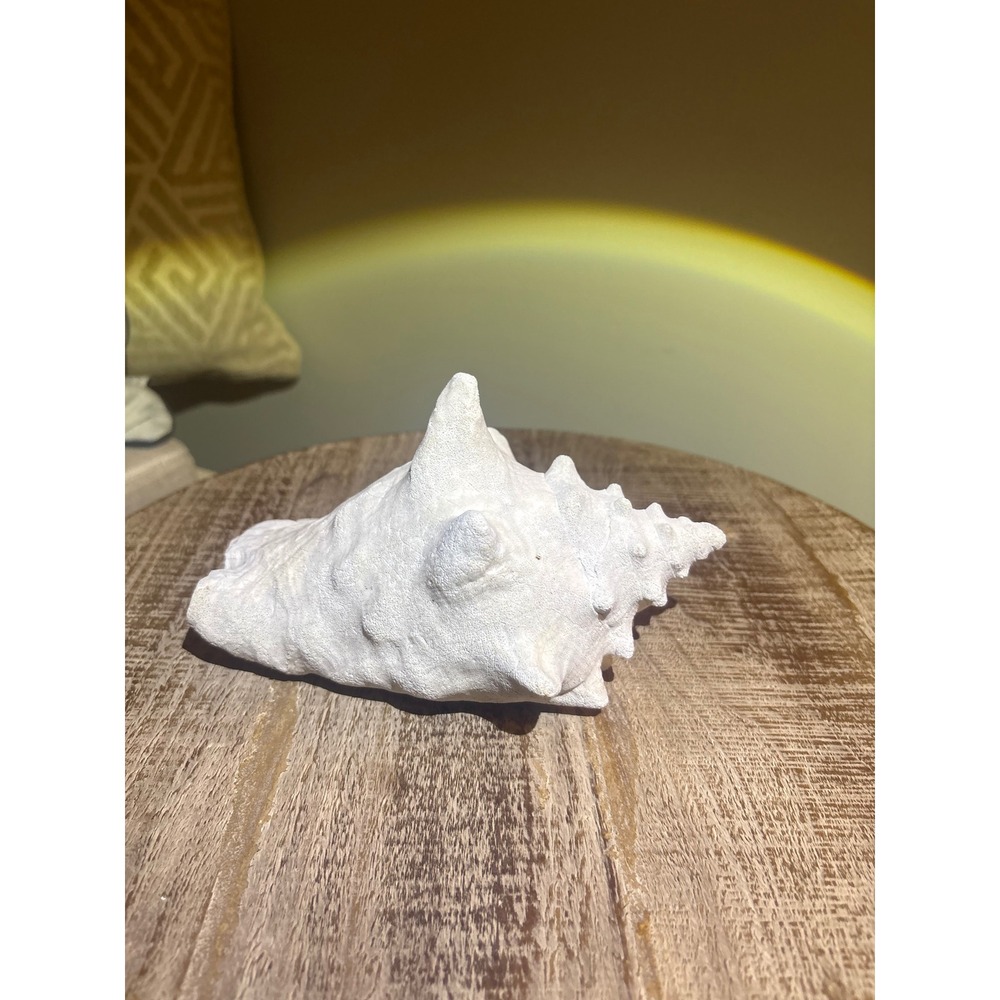 Real Sea Shell / Queen Conch Shell - Picture 3 of 5